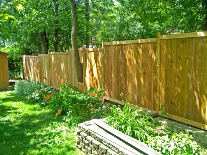 Western Red Cedar 18