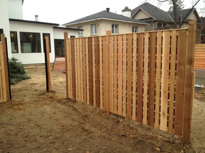 Western Red Cedar 2