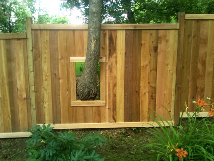 Western Red Cedar 20